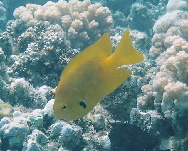 Click to View Sulphur Damsel<br><span style='font-size:12px'><i>Dave & Rose</i></span>