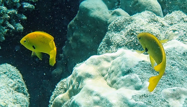 Click to View Sulphur Damsel<br><span style='font-size:12px'><i>Dave & Rose</i></span>