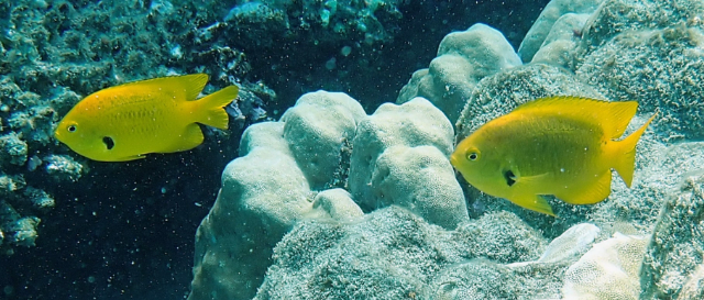 Click to View Sulphur Damsel<br><span style='font-size:12px'><i>Dave & Rose</i></span>