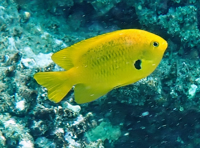 Click to View Sulphur Damsel<br><span style='font-size:12px'><i>Dave & Rose</i></span>