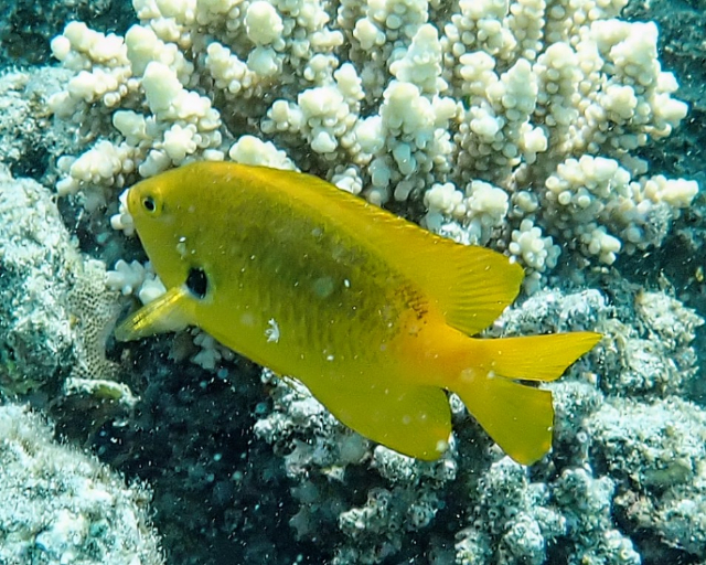 Click to View Sulphur Damsel<br><span style='font-size:12px'><i>Dave & Rose</i></span>