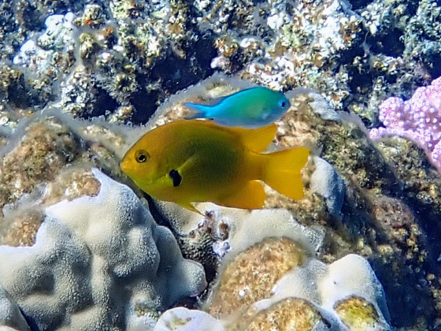 Click to View Sulphur Damsel<br><span style='font-size:12px'><i>Dave & Rose</i></span>