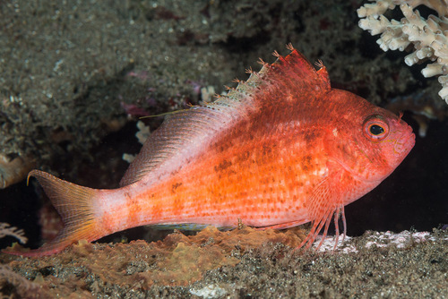 Click to View Swallowtail Hawkfish<br><span style='font-size:12px'><i>iNaturalist</i></span>