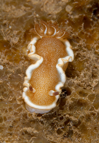 Click to View White-margin Nudibranch<br><span style='font-size:12px'><i>iNaturalist</i></span>