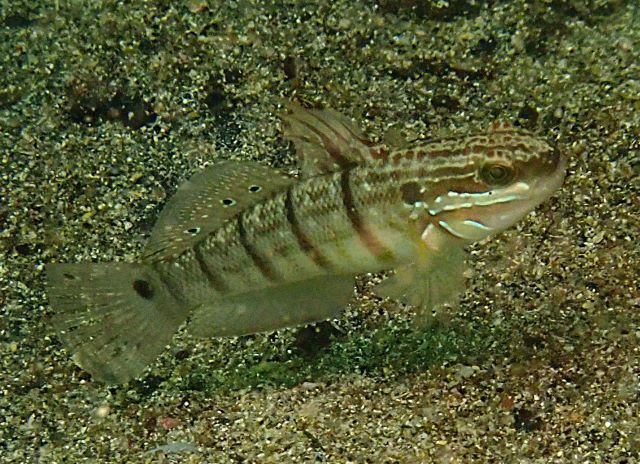 Click to View Tail-spot Dart-goby<br><span style='font-size:12px'><i>Dave & Rose</i></span>