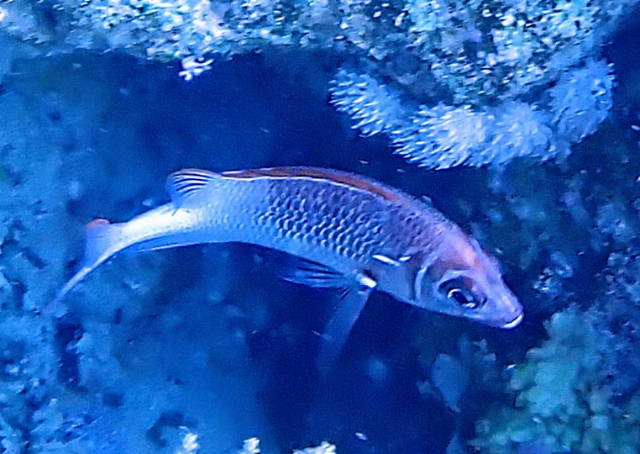 Click to View Tailspot Squirrelfish<br><span style='font-size:12px'><i>Dave & Rose</i></span>