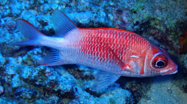 Click to View Tailspot Squirrelfish<br><span style='font-size:12px'><i>Dave & Rose</i></span>
