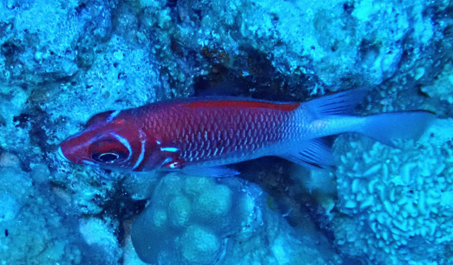 Click to View Tailspot Squirrelfish<br><span style='font-size:12px'><i>Dave & Rose</i></span>