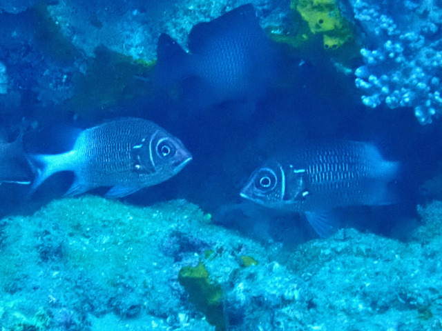 Click to View Tailspot Squirrelfish<br><span style='font-size:12px'><i>Dave & Rose</i></span>