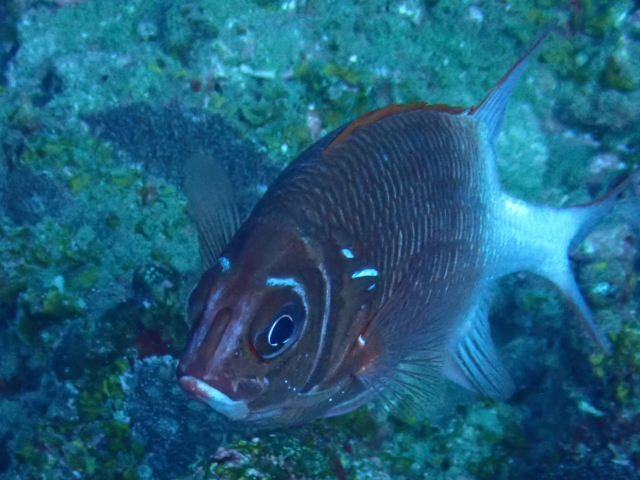 Click to View Tailspot Squirrelfish<br><span style='font-size:12px'><i>Dave & Rose</i></span>