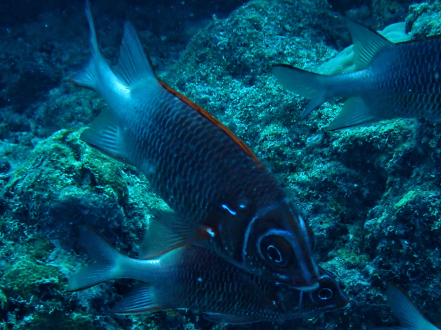 Click to View Tailspot Squirrelfish<br><span style='font-size:12px'><i>Dave & Rose</i></span>