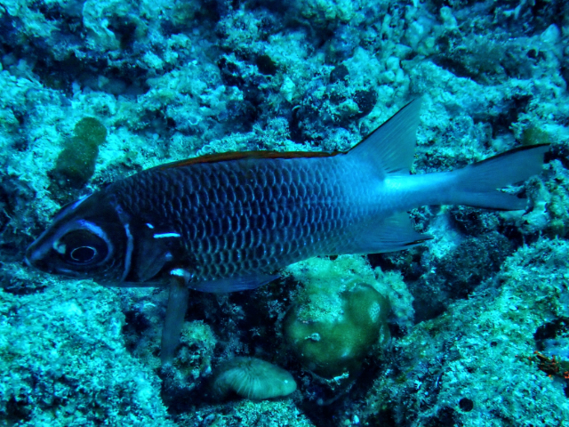 Click to View Tailspot Squirrelfish<br><span style='font-size:12px'><i>Dave & Rose</i></span>
