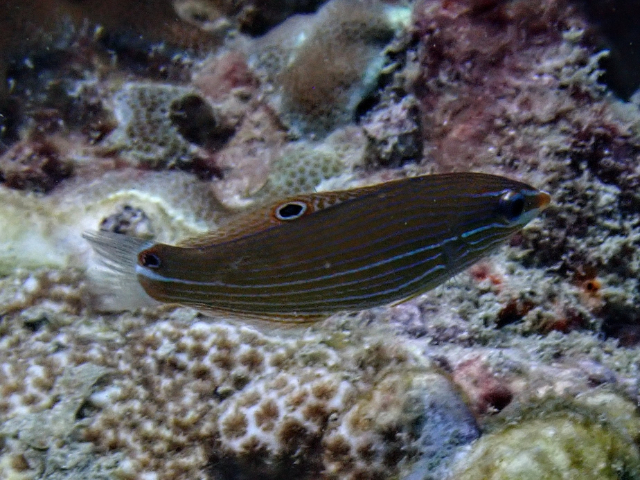 Click to View Tailspot Wrasse - juvenile<br><span style='font-size:12px'><i>Dave & Rose</i></span>