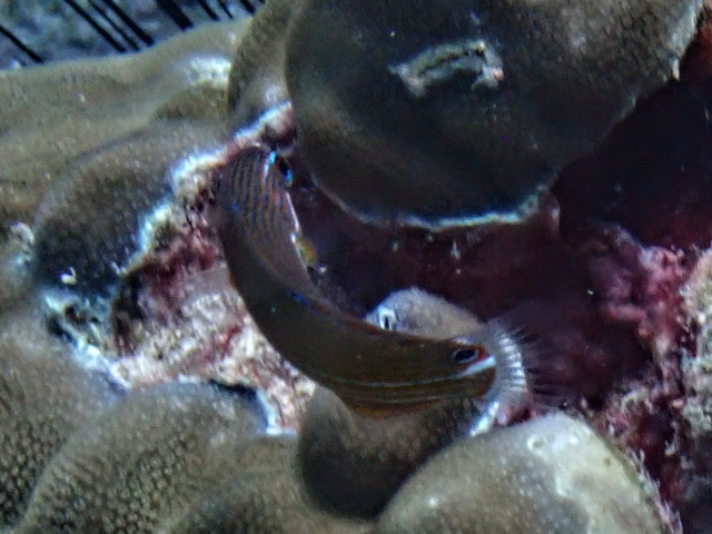 Click to View Tailspot Wrasse<br><span style='font-size:12px'><i>Dave & Rose</i></span>