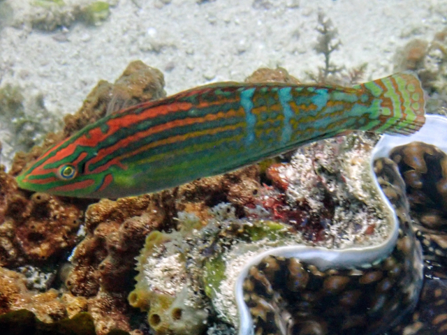 Click to View Tailspot Wrasse<br><span style='font-size:12px'><i>Dave & Rose</i></span>