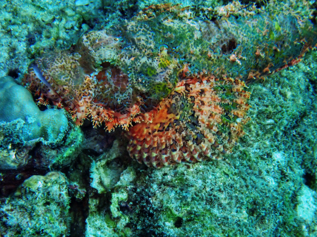 Tasseled Scorpionfish<br><span style='font-size:12px'><i>Dave & Rose</i>&nbsp&nbspMaldives&nbsp&nbsp4th Jan 2026</span>