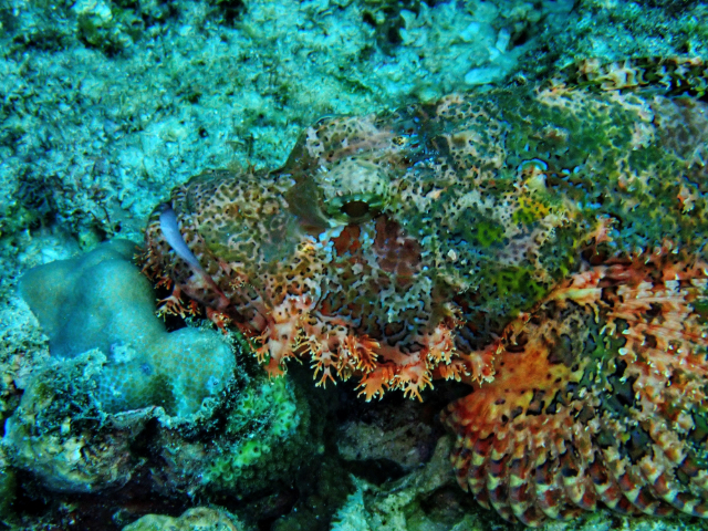 Tasseled Scorpionfish<br><span style='font-size:12px'><i>Dave & Rose</i></span>