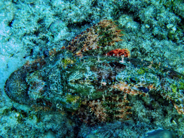 Tasseled Scorpionfish<br><span style='font-size:12px'><i>Dave & Rose</i></span>