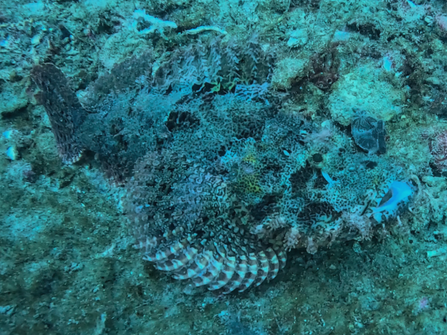 Tasseled Scorpionfish<br><span style='font-size:12px'><i>Dave & Rose</i></span>