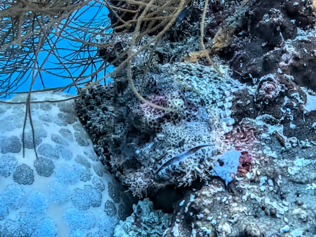 Tasseled Scorpionfish<br><span style='font-size:12px'><i>Dave & Rose</i></span>