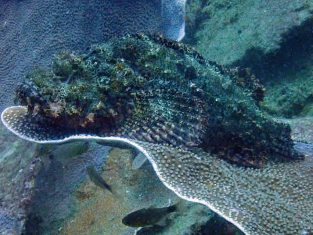 Click to View Tasseled Scorpionfish<br><span style='font-size:12px'><i>Dave & Rose</i></span>