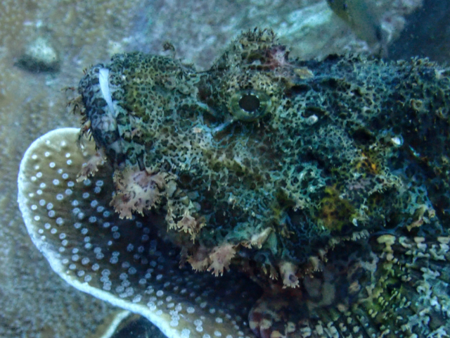 Click to View Tasseled Scorpionfish<br><span style='font-size:12px'><i>Dave & Rose</i></span>