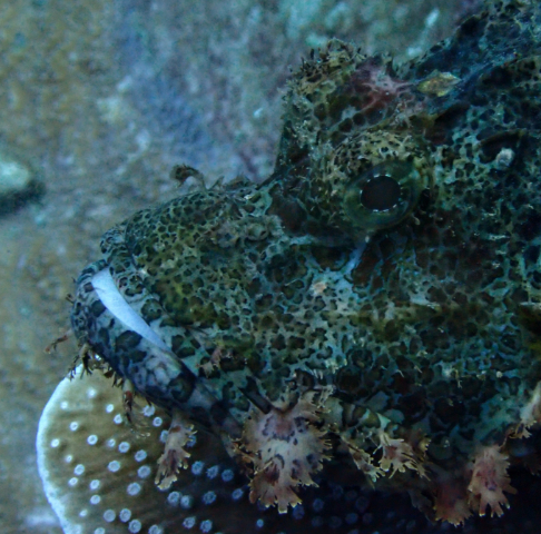 Click to View Tasseled Scorpionfish<br><span style='font-size:12px'><i>Dave & Rose</i></span>