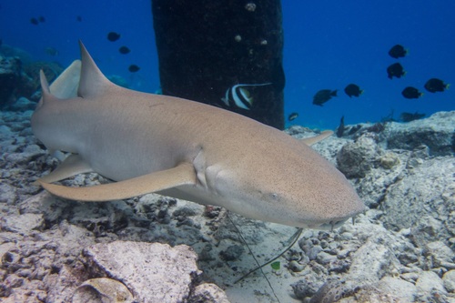 Click to View Tawny Nurse Shark<br><span style='font-size:12px'><i>iNaturalist</i></span>