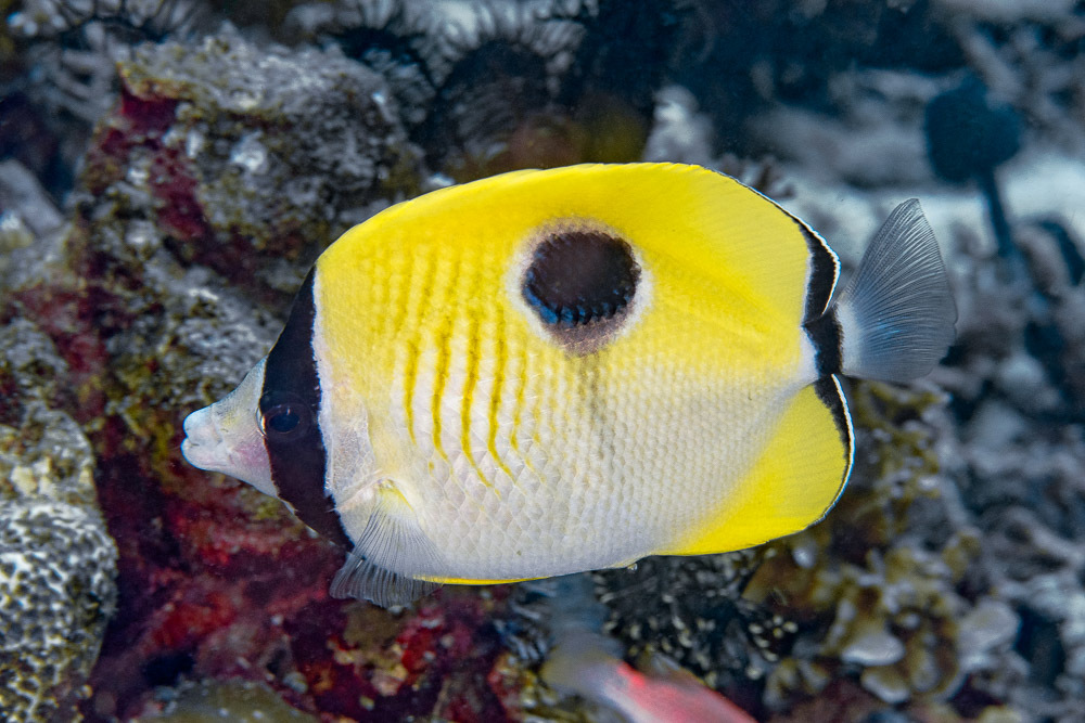 Click to View Teardrop Butterflyfish<br><span style='font-size:12px'><i>iNaturalist</i></span>