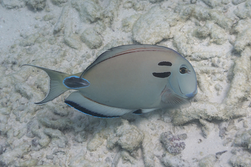 Click to View Tennent's Surgeonfish<br><span style='font-size:12px'><i>iNaturalist</i></span>