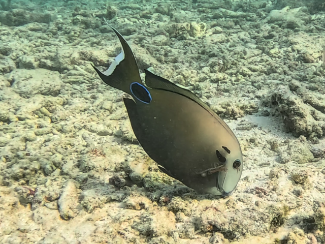 Tennent's Surgeonfish<br><span style='font-size:12px'><i>Dave & Rose</i></span>