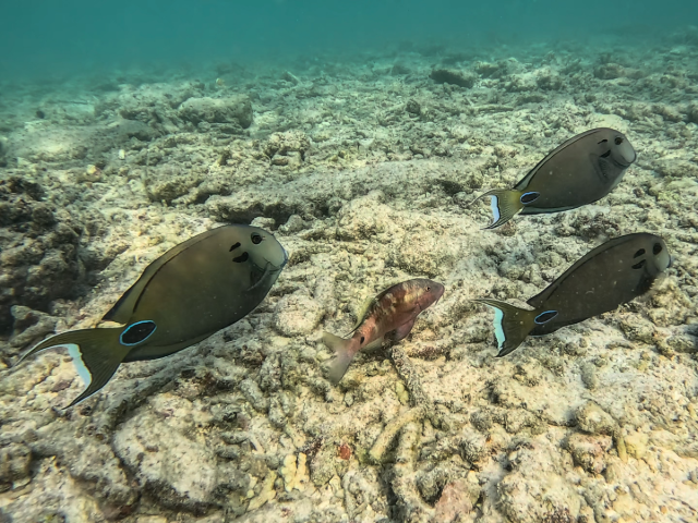 Tennent's Surgeonfish<br><span style='font-size:12px'><i>Dave & Rose</i></span>