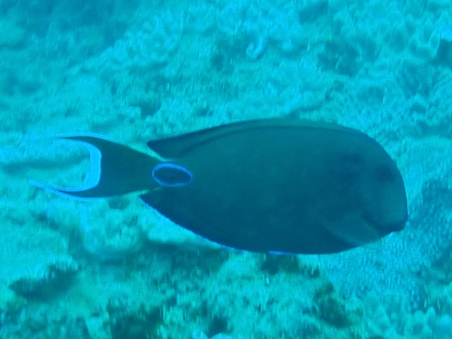 Click to View Tennent's Surgeonfish<br><span style='font-size:12px'><i>Dave & Rose</i></span>