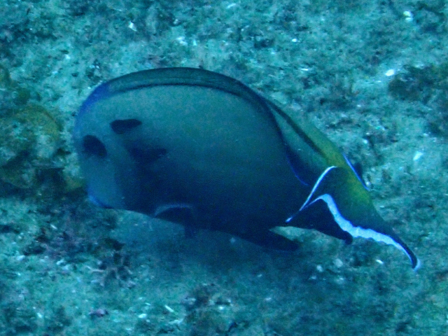 Click to View Tennent's Surgeonfish<br><span style='font-size:12px'><i>Dave & Rose</i></span>