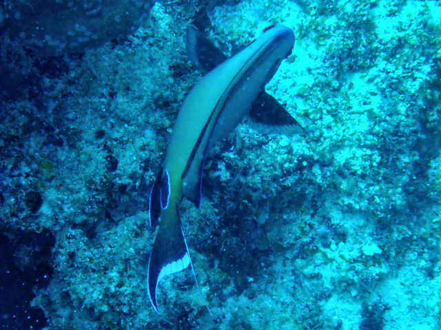 Click to View Tennent's Surgeonfish<br><span style='font-size:12px'><i>Dave & Rose</i></span>