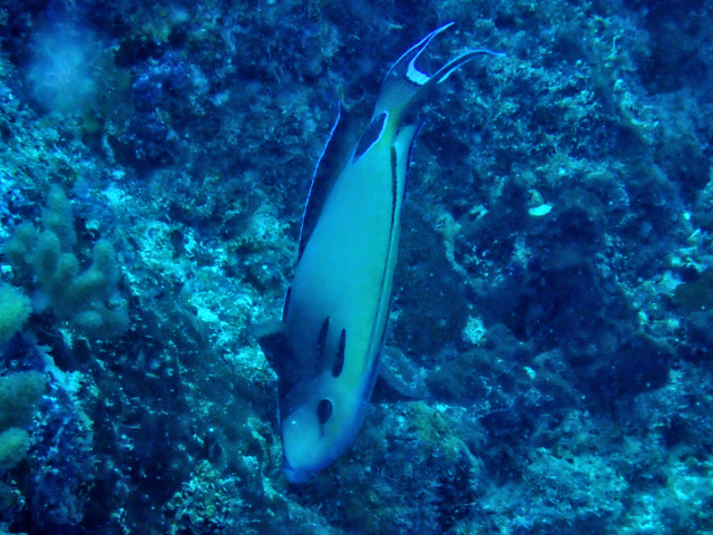 Click to View Tennent's Surgeonfish<br><span style='font-size:12px'><i>Dave & Rose</i></span>