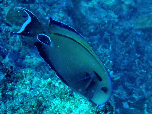Click to View Tennent's Surgeonfish<br><span style='font-size:12px'><i>Dave & Rose</i></span>