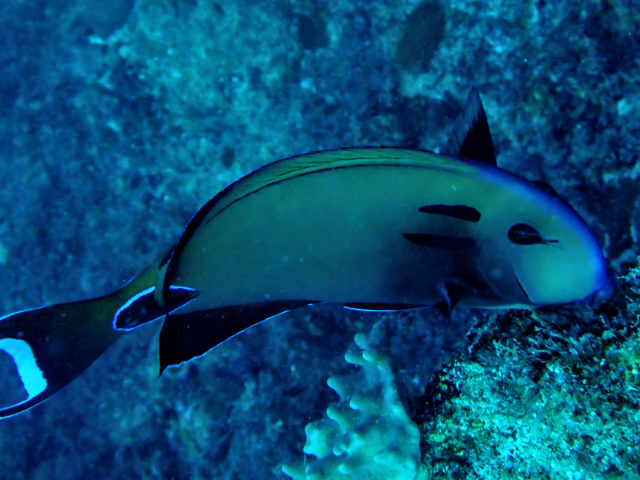 Click to View Tennent's Surgeonfish<br><span style='font-size:12px'><i>Dave & Rose</i></span>