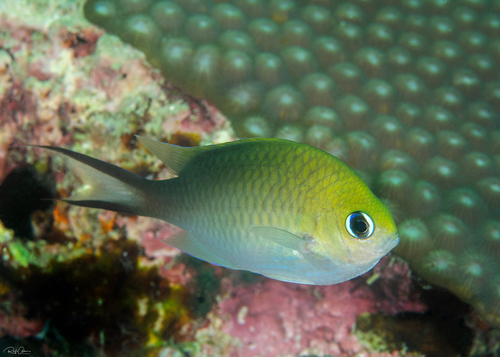 Click to View Ternate Chromis<br><span style='font-size:12px'><i>iNaturalist</i></span>