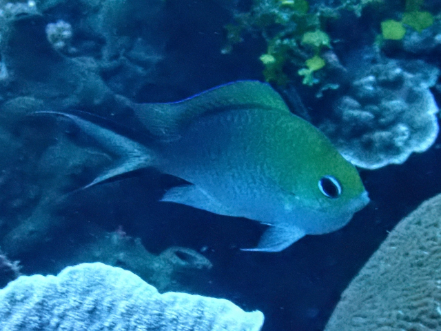 Click to View Ternate Chromis<br><span style='font-size:12px'><i>Dave & Rose</i></span>