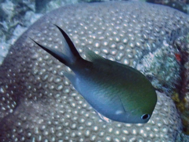 Click to View Ternate Chromis<br><span style='font-size:12px'><i>Dave & Rose</i></span>