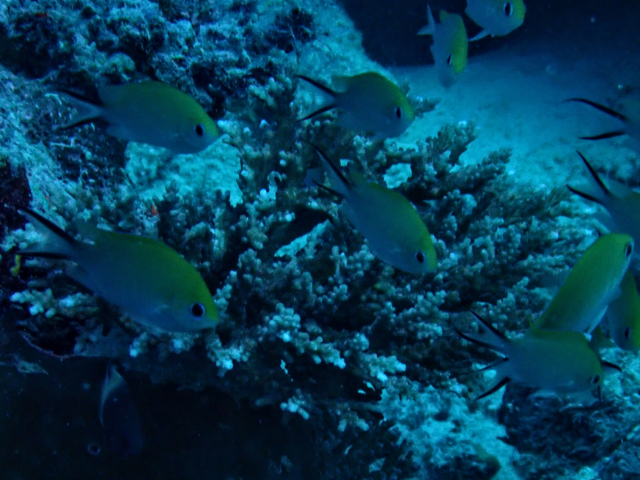 Click to View Ternate Chromis<br><span style='font-size:12px'><i>Dave & Rose</i></span>