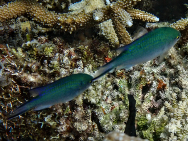 Ternate Chromis<br><span style='font-size:12px'><i>Dave & Rose</i></span>