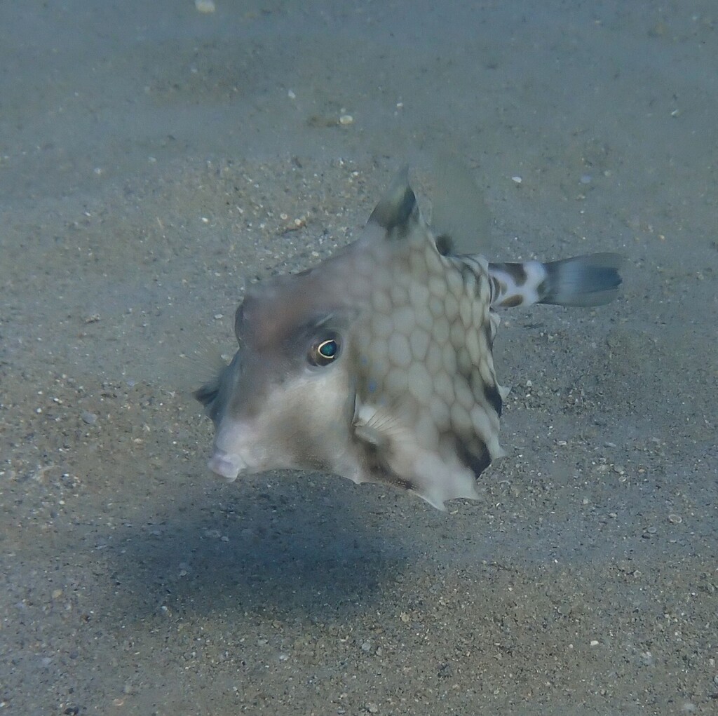 Click to View Thornback Boxfish<br><span style='font-size:12px'><i>iNaturalist</i></span>