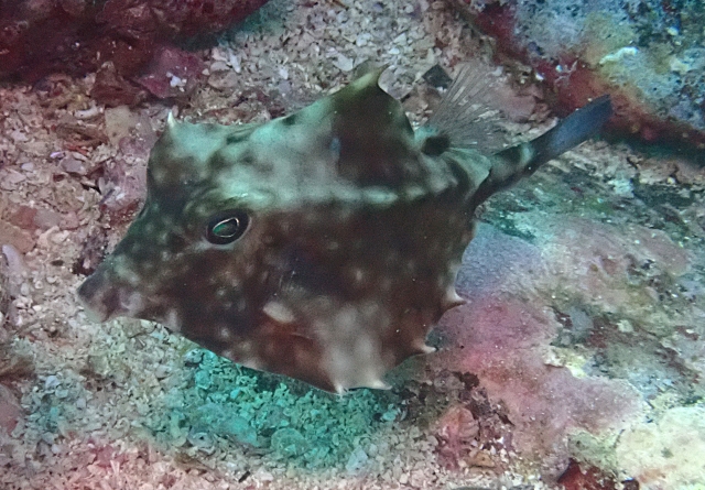Click to View Thornback Cowfish<br><span style='font-size:12px'><i>Dave & Rose</i></span>