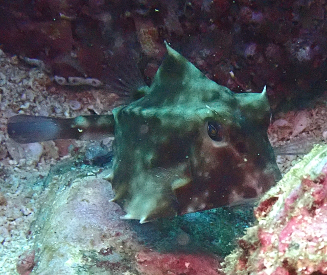 Click to View Thornback Cowfish<br><span style='font-size:12px'><i>Dave & Rose</i></span>