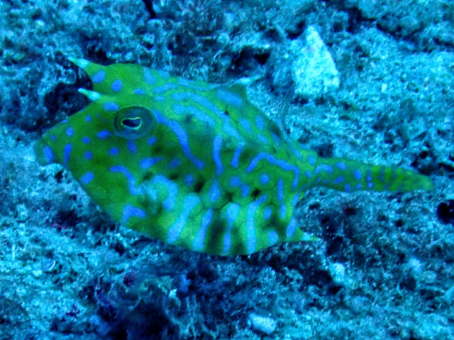 Click to View Thornback Cowfish<br><span style='font-size:12px'><i>Dave & Rose</i></span>