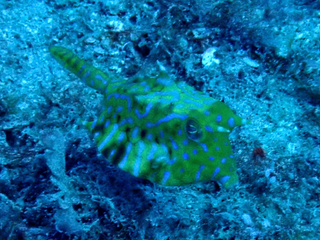 Click to View Thornback Cowfish<br><span style='font-size:12px'><i>Dave & Rose</i></span>