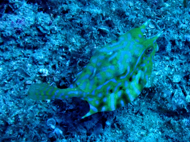 Click to View Thornback Cowfish<br><span style='font-size:12px'><i>Dave & Rose</i></span>
