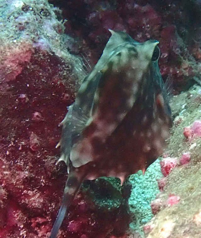 Click to View Thornback Cowfish<br><span style='font-size:12px'><i>Dave & Rose</i></span>